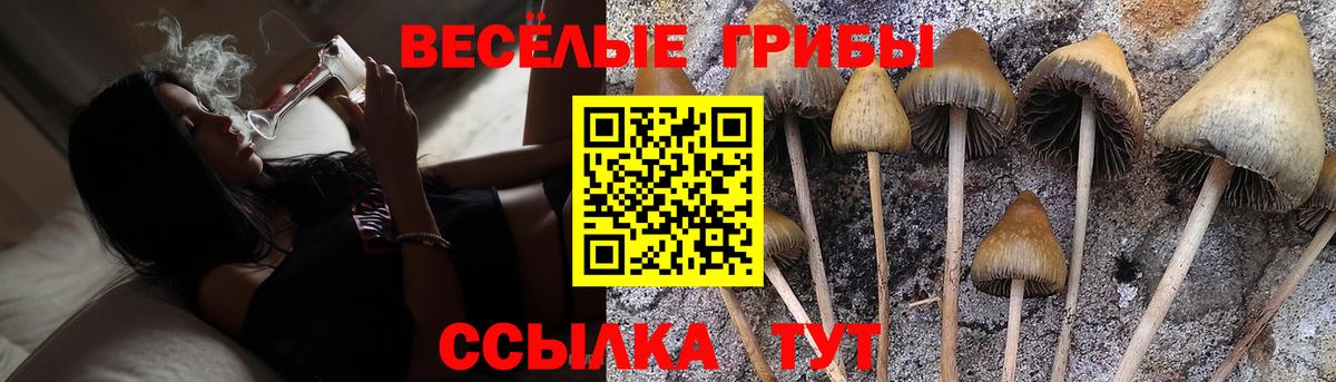 Псилоцибиновые грибы Psilocybine cubensis Ухта